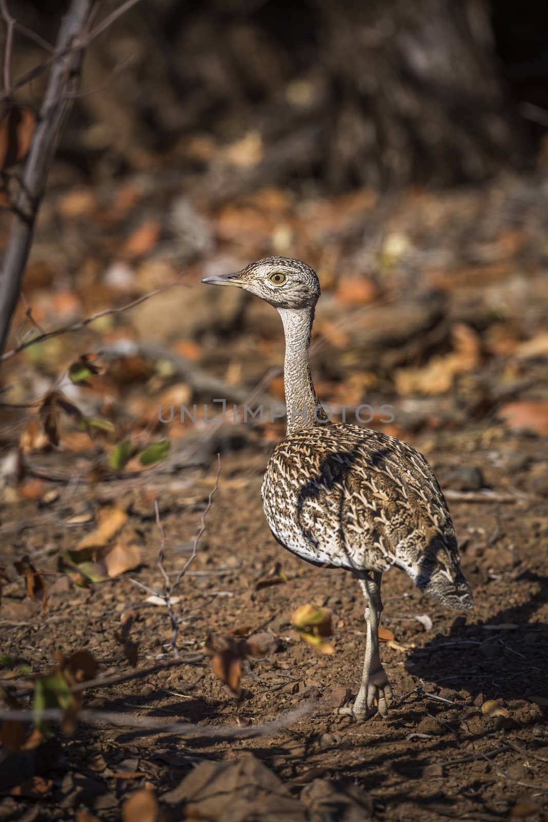 Red crested Bustard female in rear view in Kruger National park, South Africa ; Specie Lophotis ruficrista family of Otididae