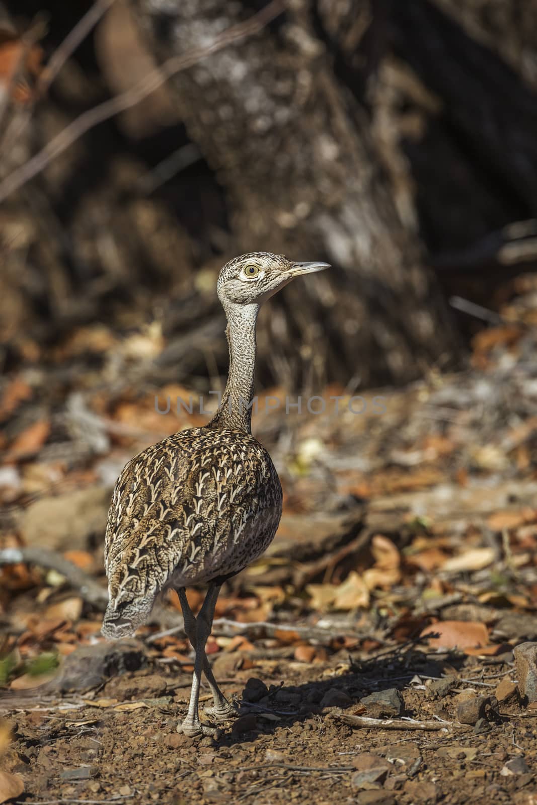 Red crested Bustard in Kruger National park, South Africa by PACOCOMO