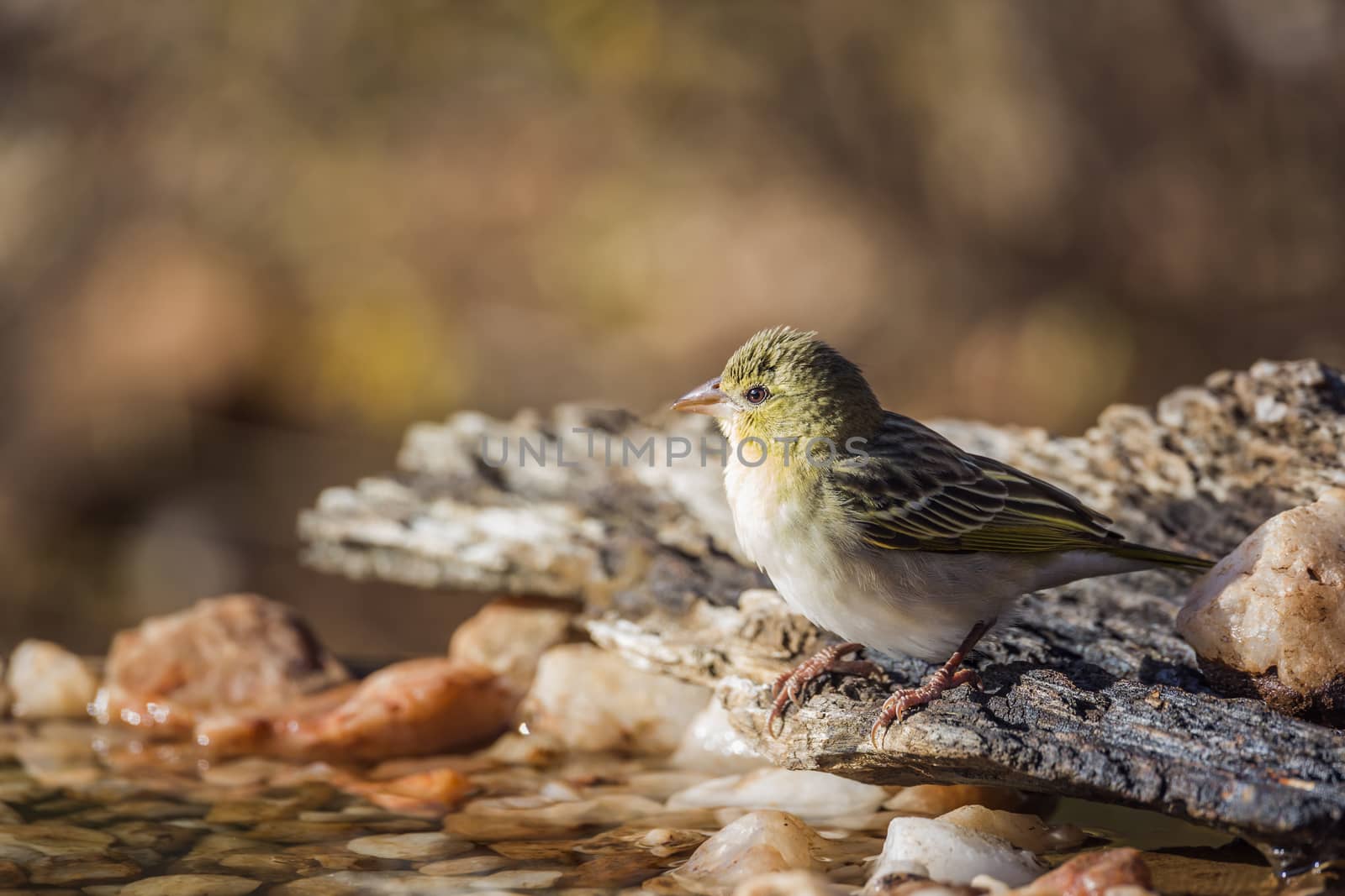 Village weaver standing at waterhole in Kruger National park, South Africa ; Specie Ploceus cucullatus family of Ploceidae