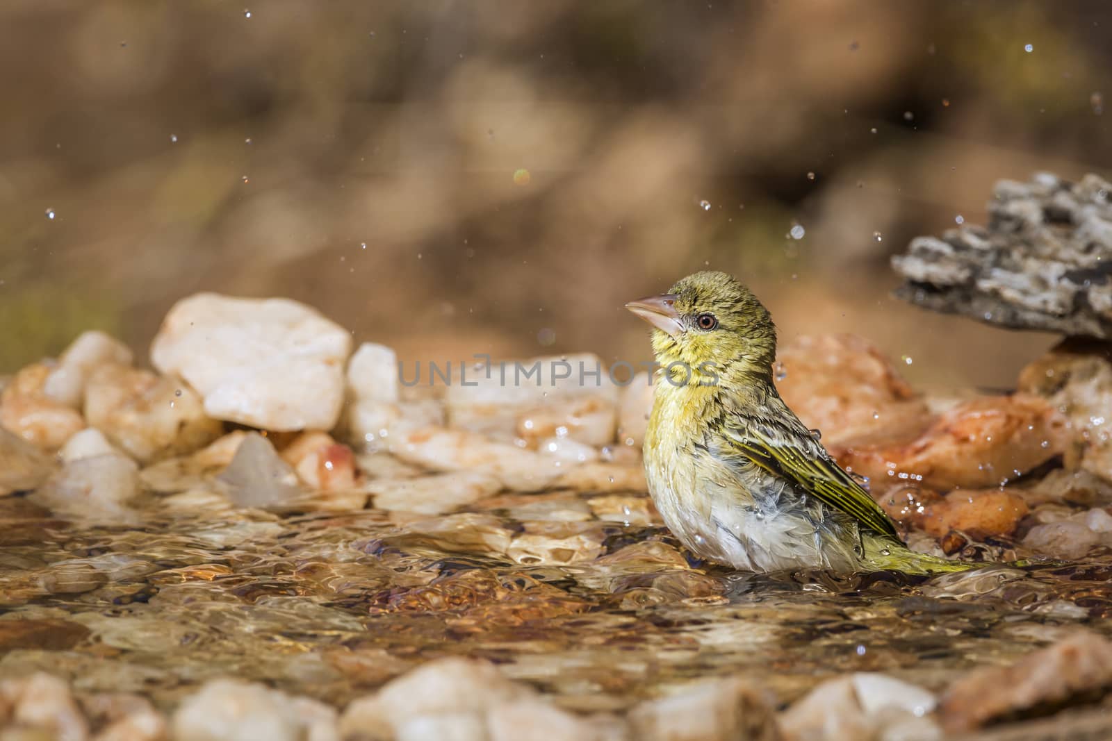 Village weaver bathing in waterhole in Kruger National park, South Africa ; Specie Ploceus cucullatus family of Ploceidae