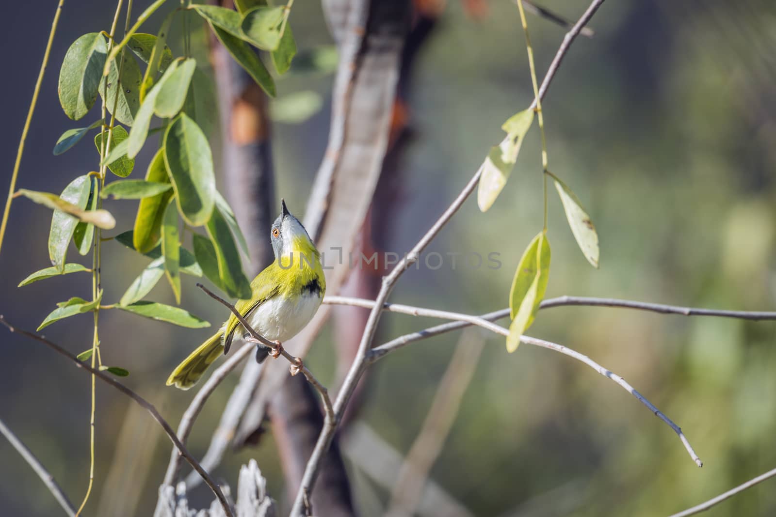 Yellow breasted Apalis male standing in shrub in Kruger National park, South Africa; specie Apalis flavida family of Cisticolidae