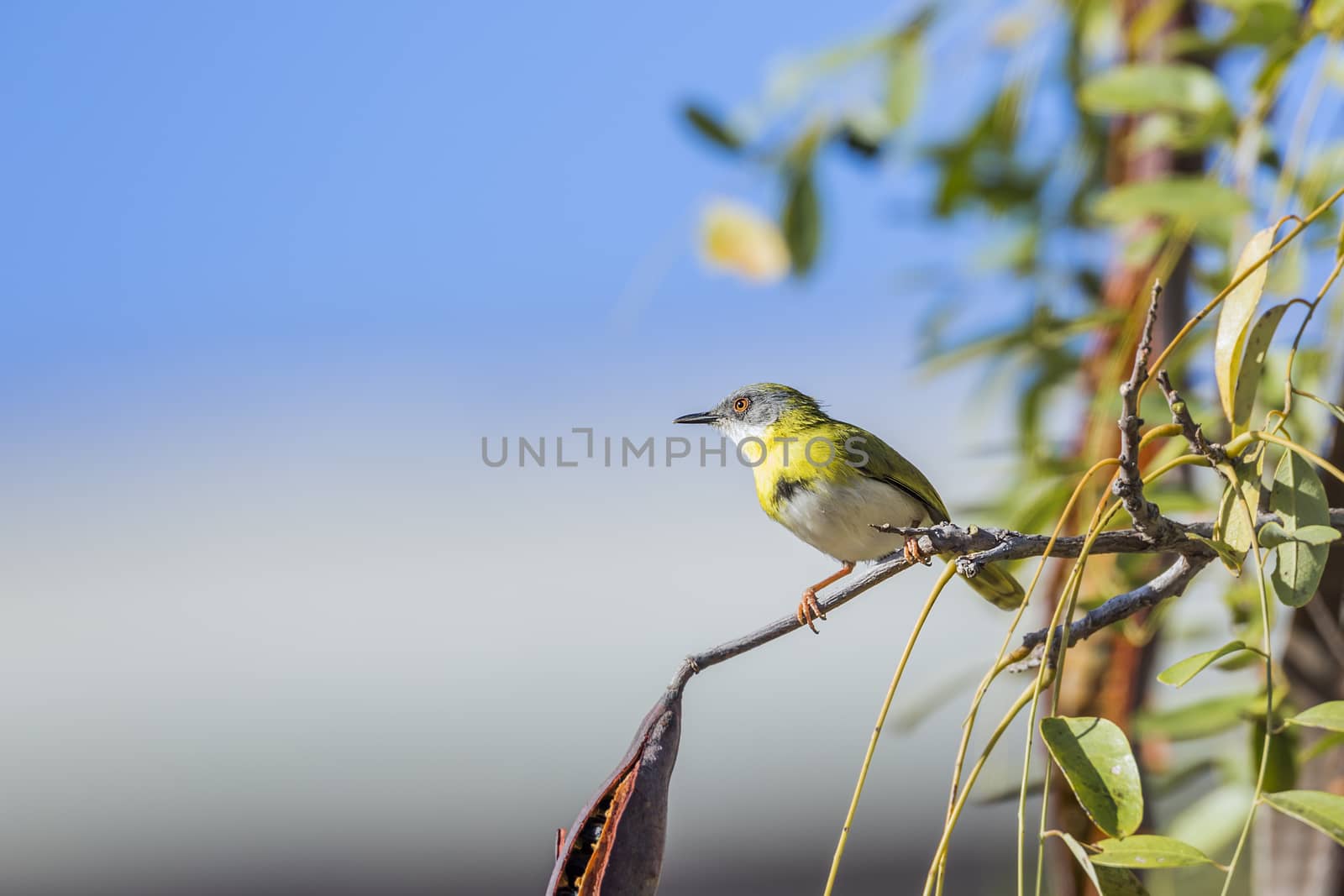 Yellow breasted Apalis male standing in shrub in Kruger National park, South Africa; specie Apalis flavida family of Cisticolidae