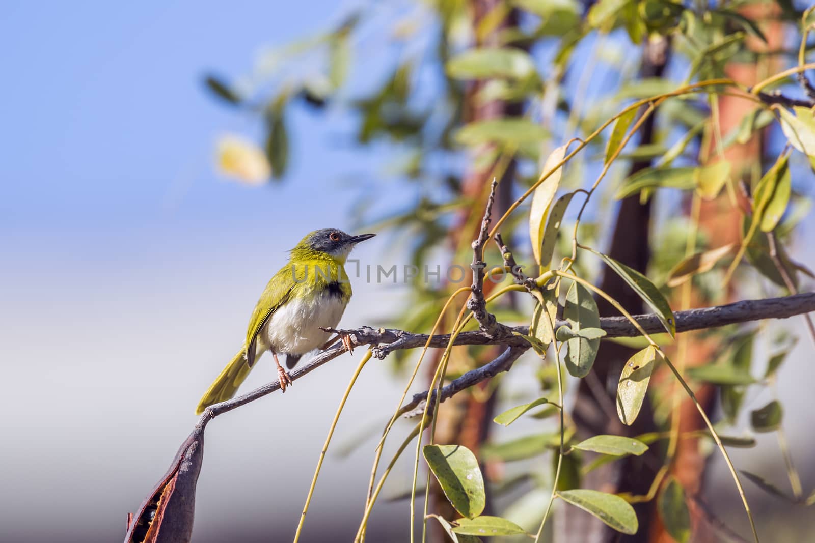 Yellow breasted Apalis male standing in shrub in Kruger National park, South Africa; specie Apalis flavida family of Cisticolidae