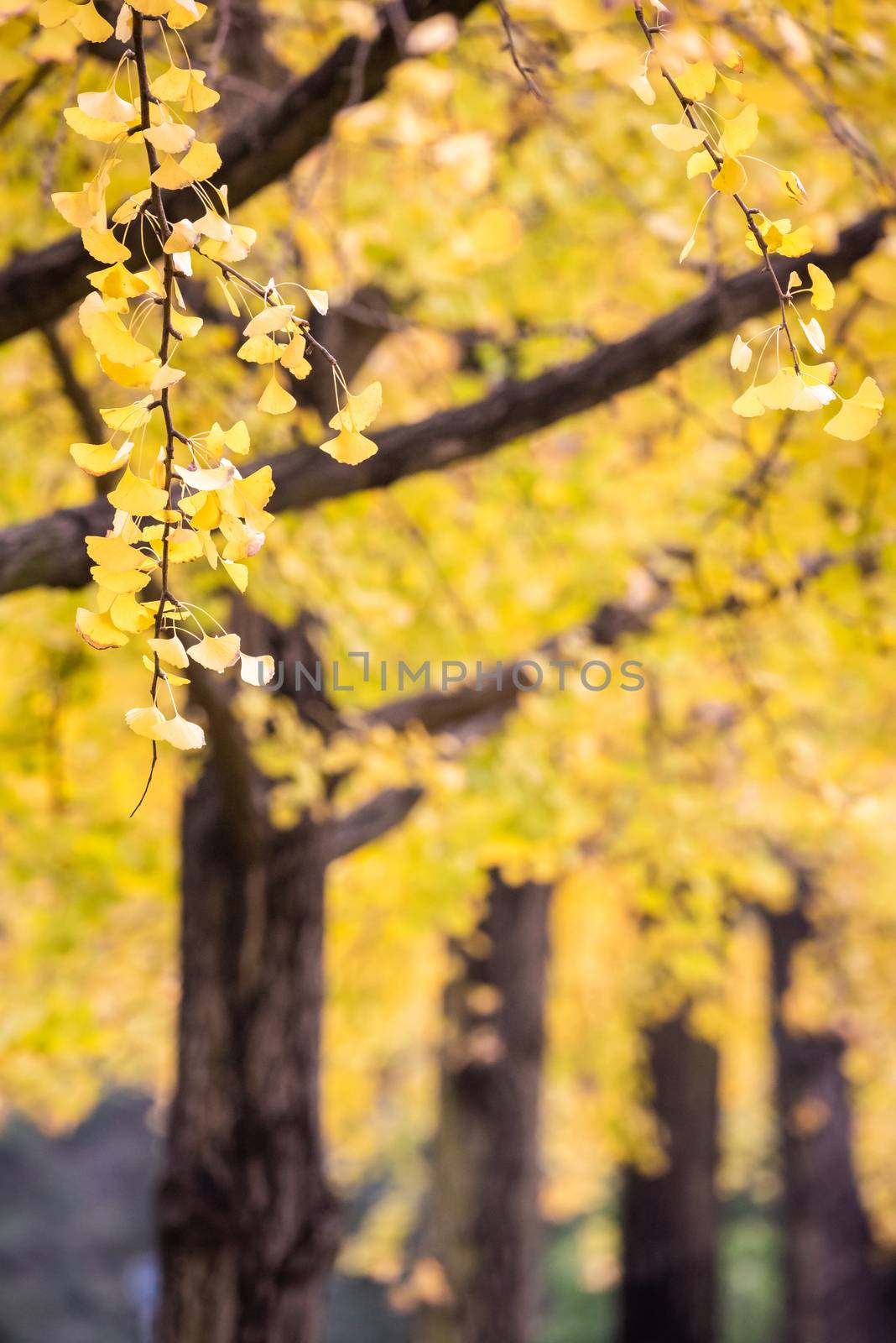Gingko trees alignment with yellow leaves in autumn in Chengdu, Sichuan province, China