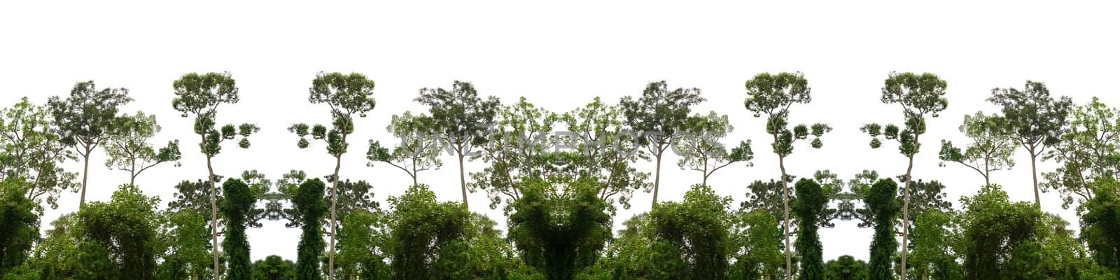 Green forest billboard isolated from white background