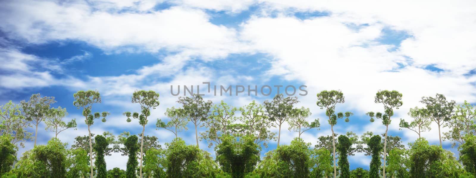 Green forest billboard On a sky background. by Unimages2527