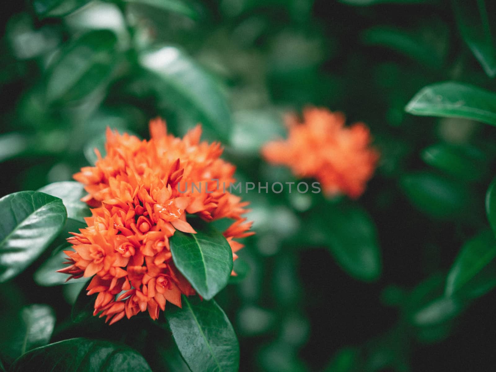 Red spike flowers and green leaves in a dark style. by Unimages2527