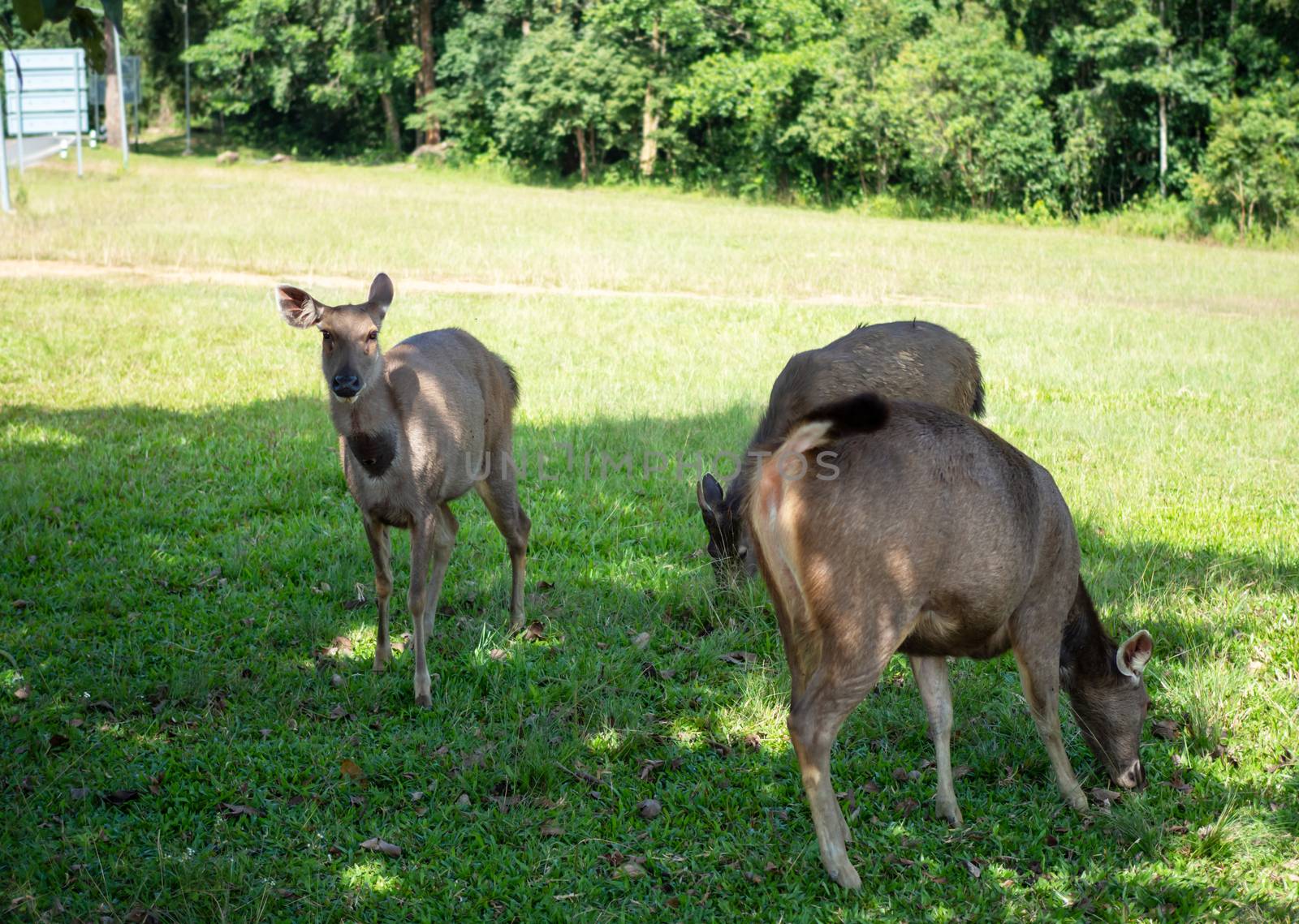 Deer eating grass In the national park by Unimages2527