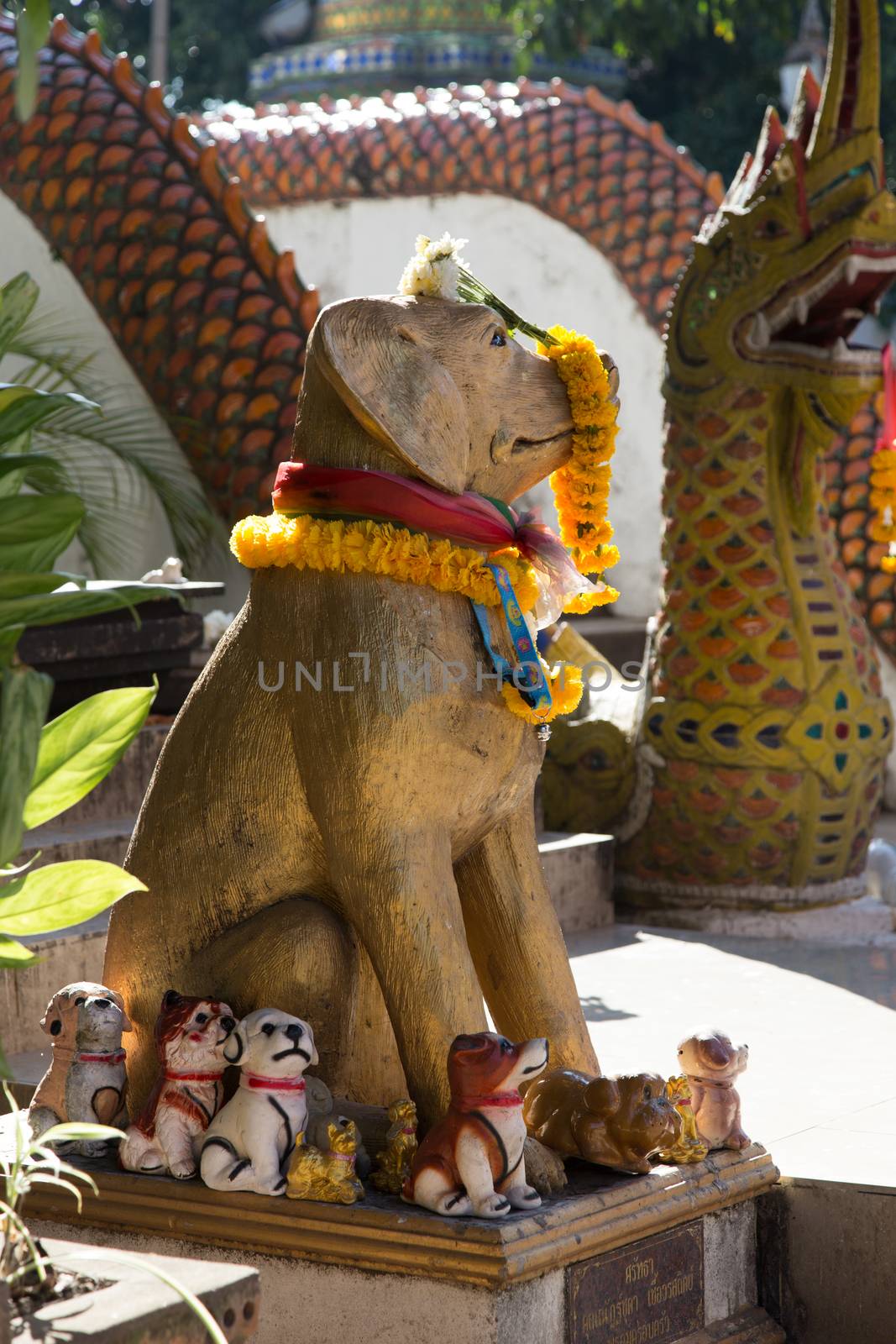 Thailand Wat Ket Karem dog temple, with statues and sleeping dogs and offerings by kgboxford