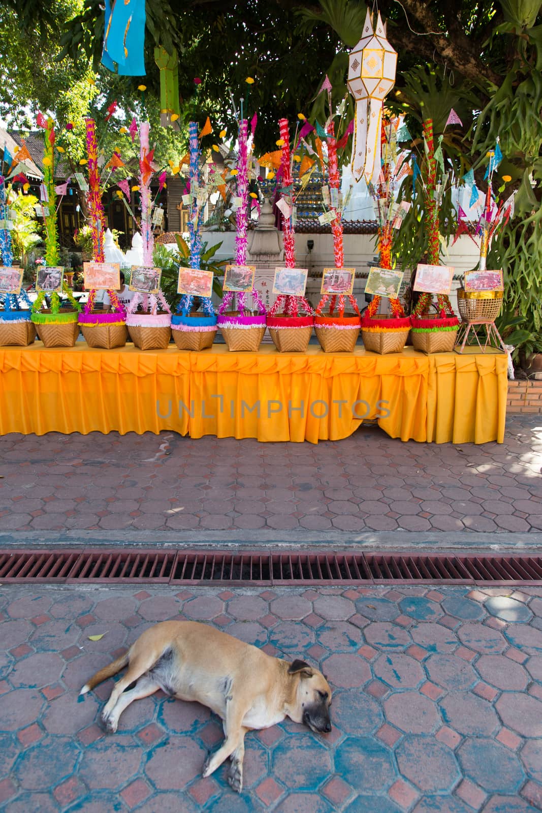 Thailand Wat Ket Karem dog temple, with statues and sleeping dogs and offerings by kgboxford