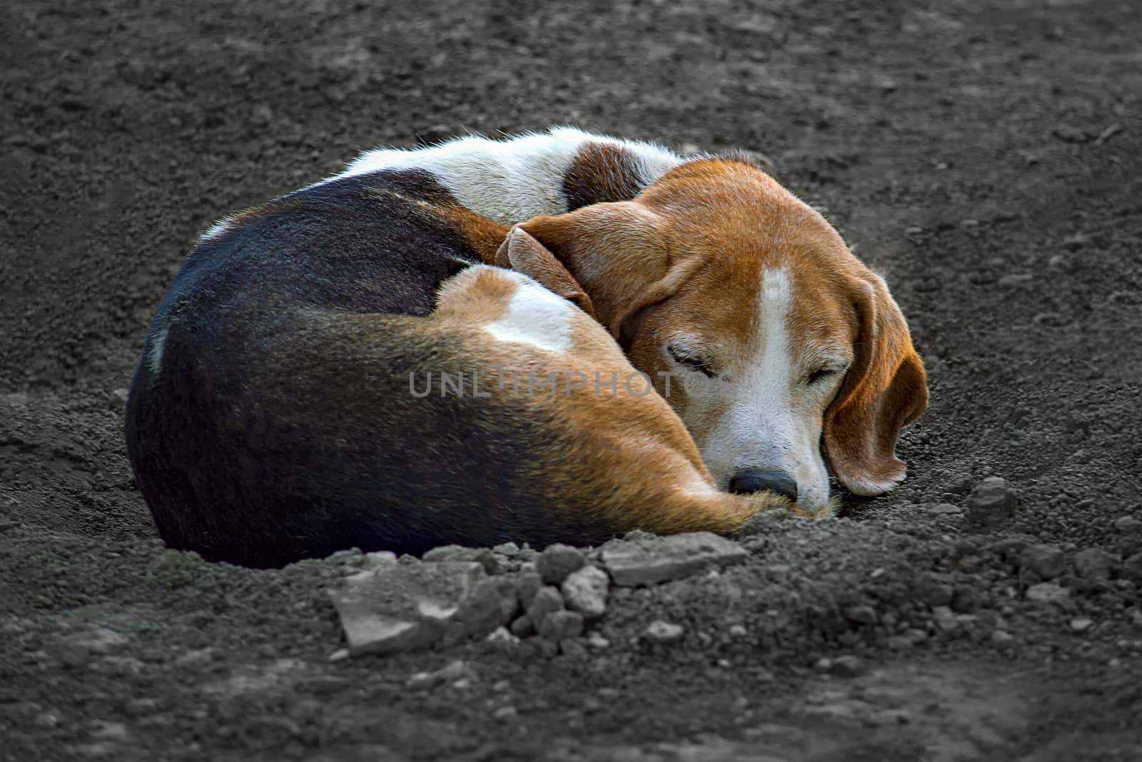 Estonian hound outdoors lies on the ground frozen and curled up. Shooting in the evening.