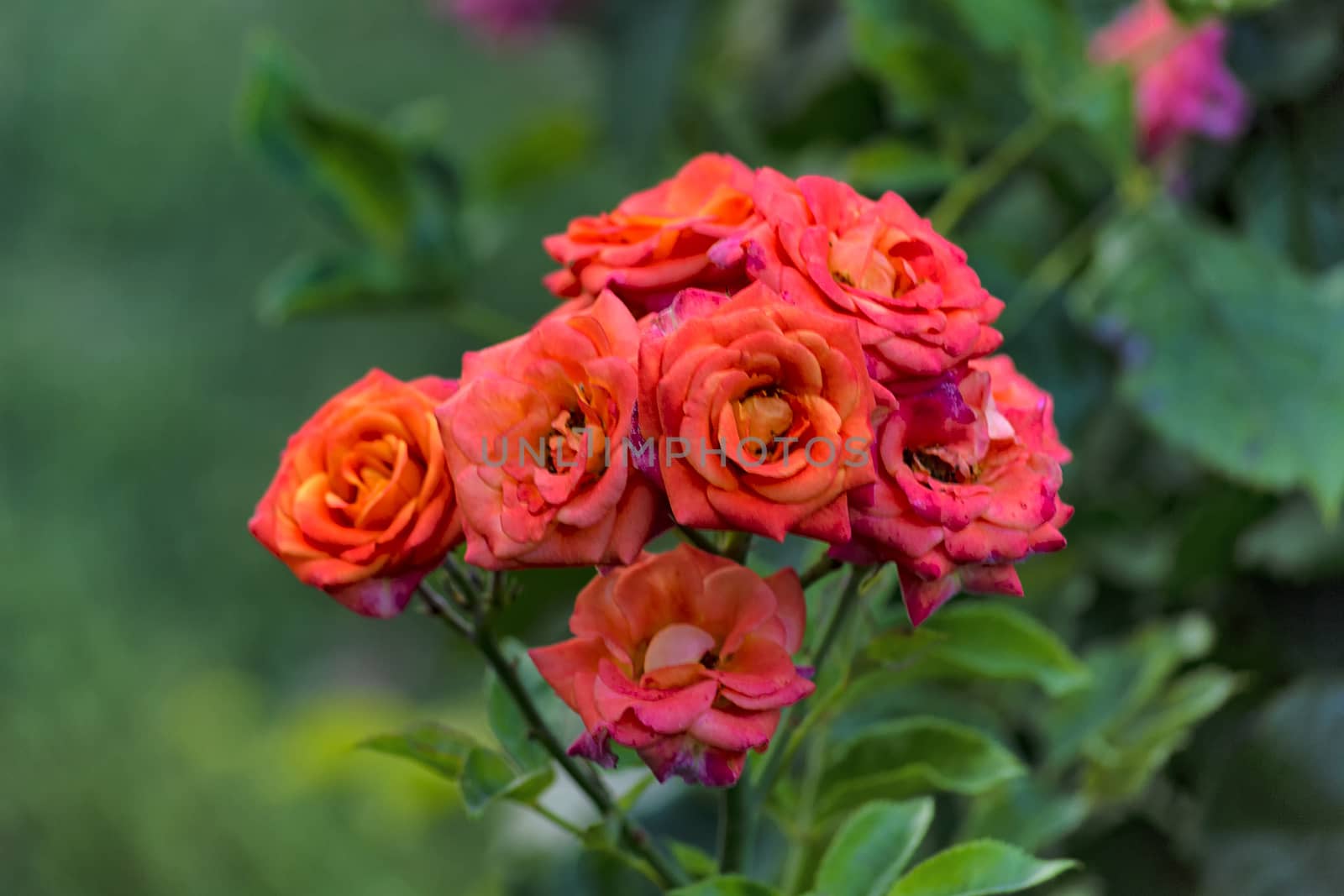 Red pink Crimean roses. Front view.
