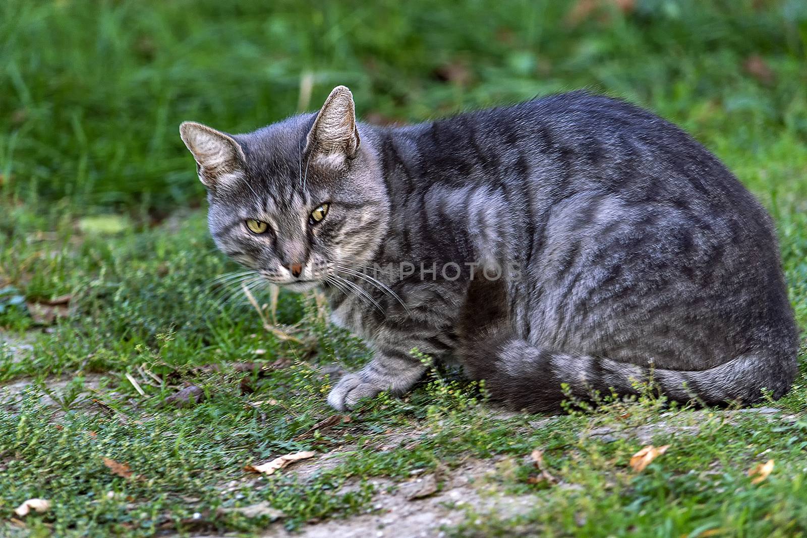 Grey striped country cat. Pet. Shooting in nature.