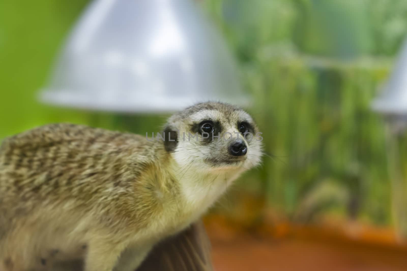 Female meerkat. Portrait. Against the background of infrared lamps. Pet.