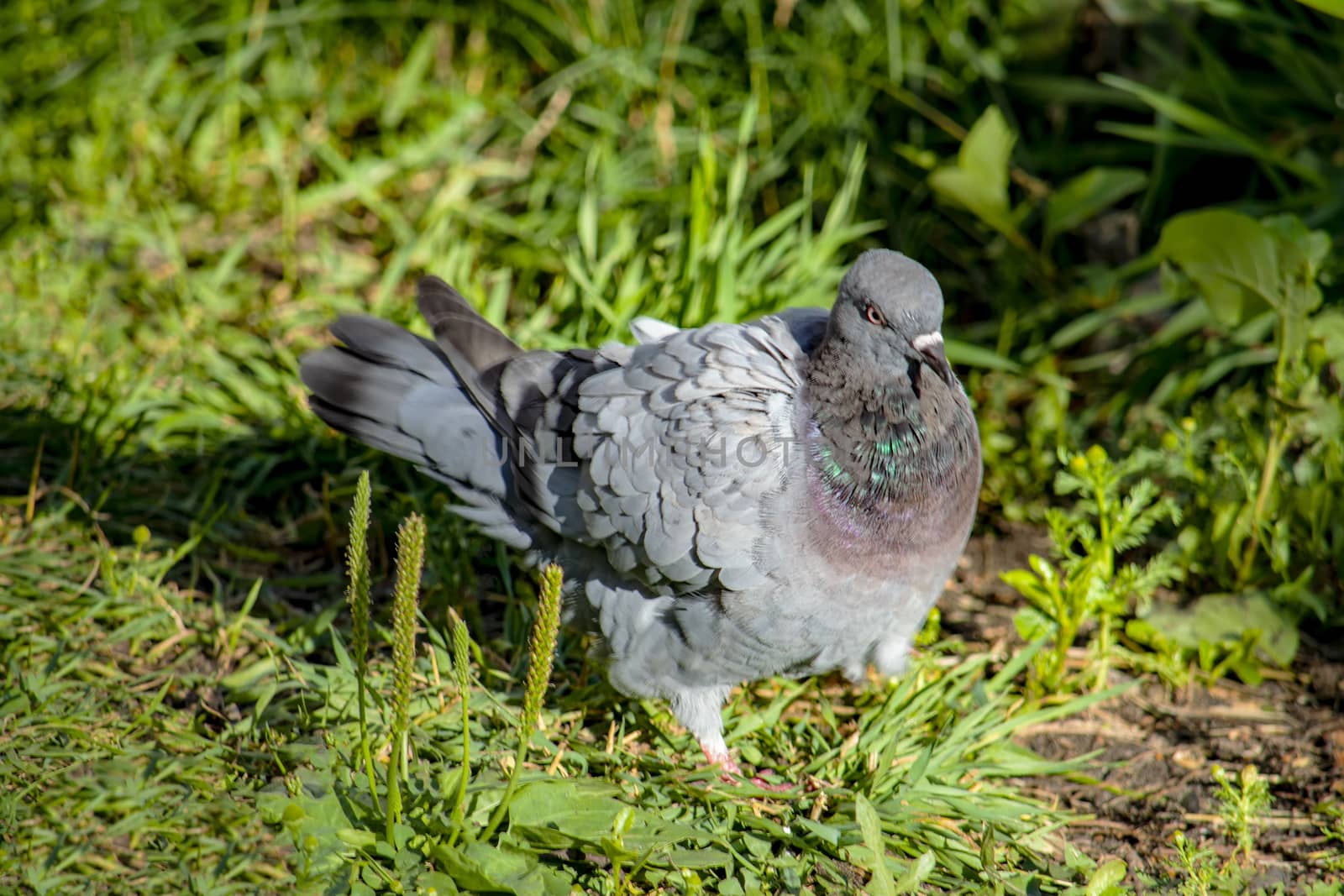 View from the side and from above. Against the background of green grass.