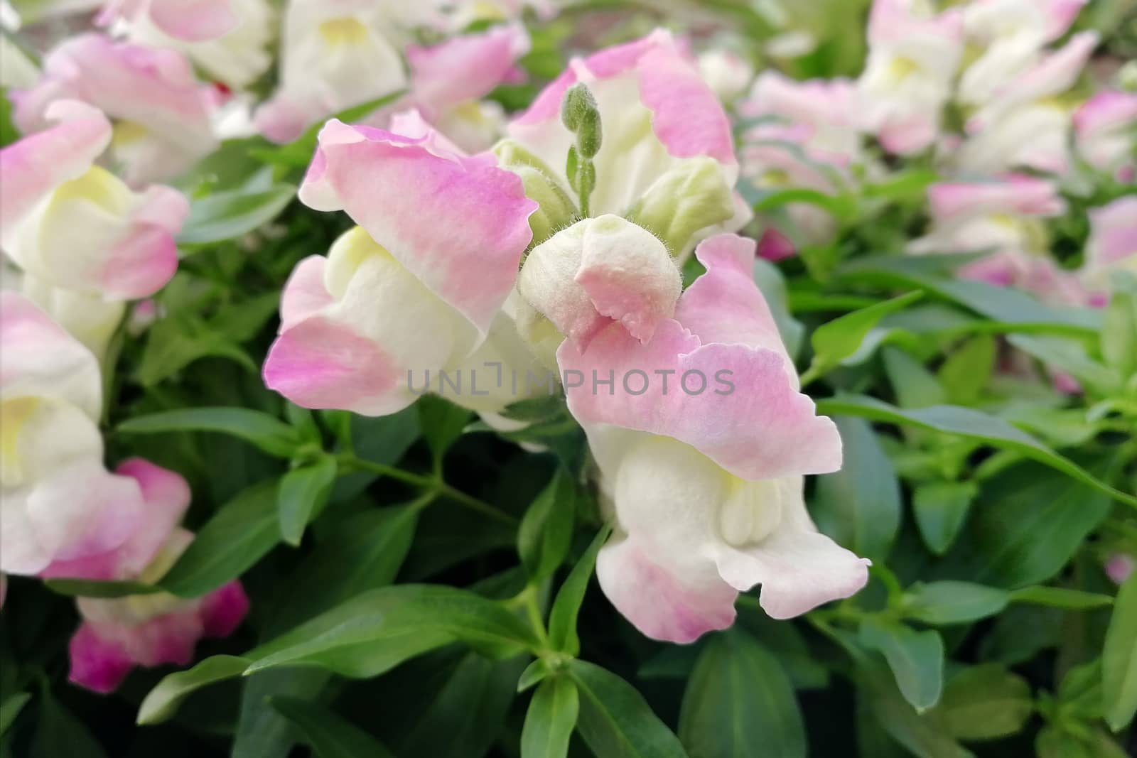 Delicate pink flowers. View from the front. Electoral pock in nature. by Essffes