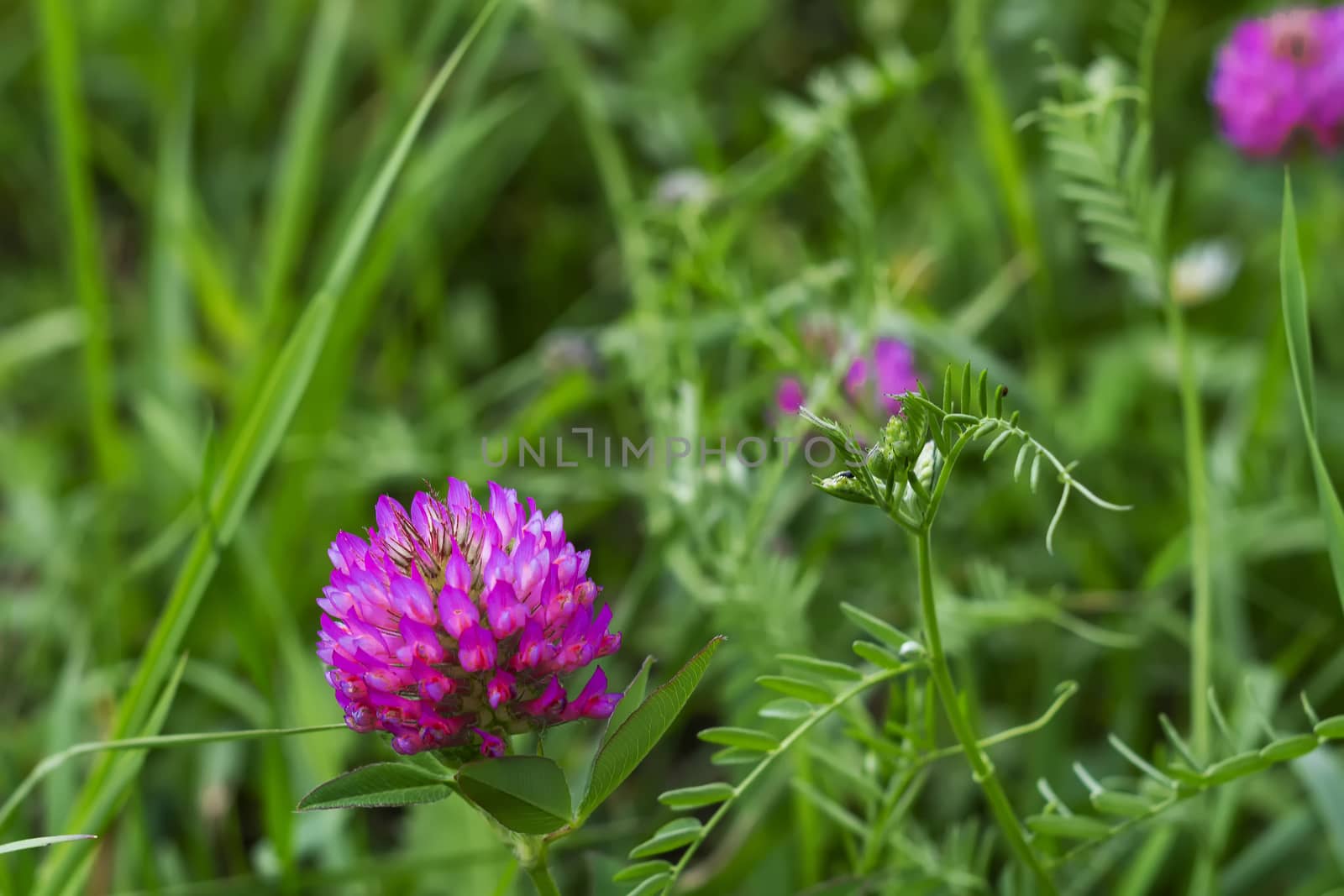 Plant Siberia. A picture from the front. Flowers nwa the background of green grass.