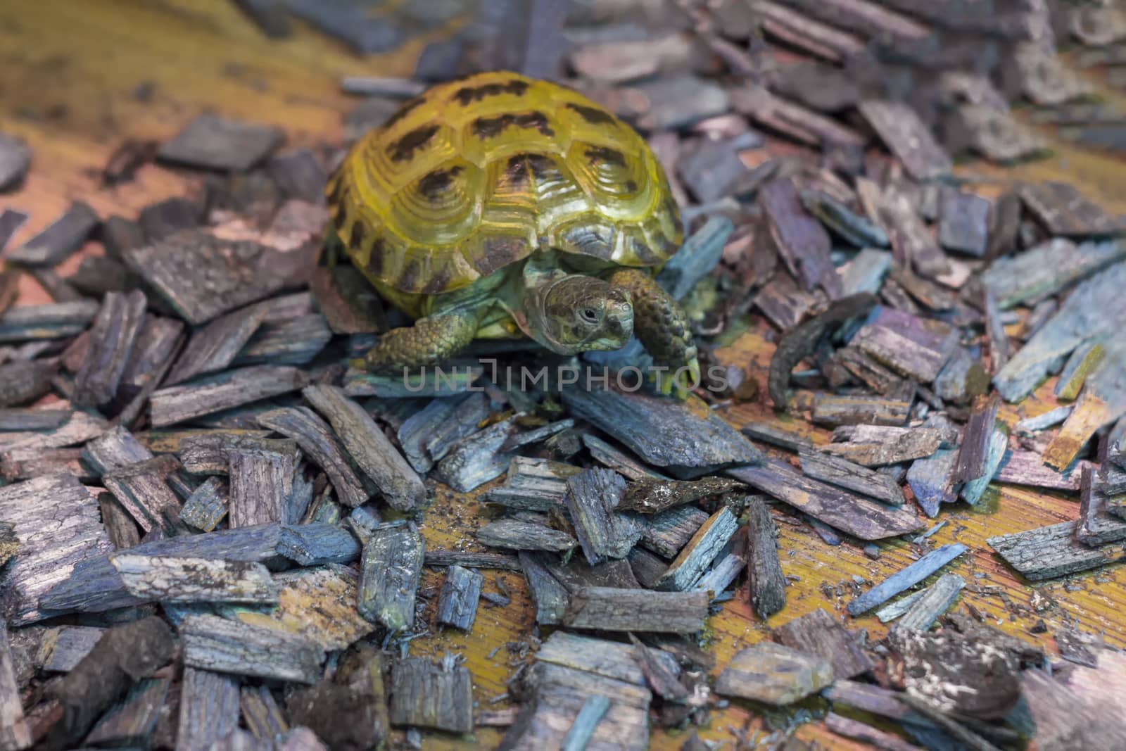 Front and top view. An amphibious animal.