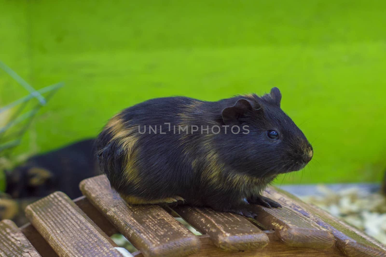 Cute Guinea pig, a popular household pet