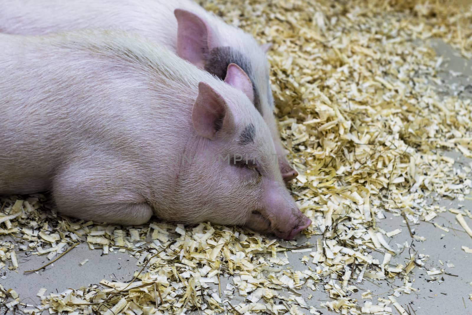 Closeup of sleeping pig facing the camera. Horizontal shot.