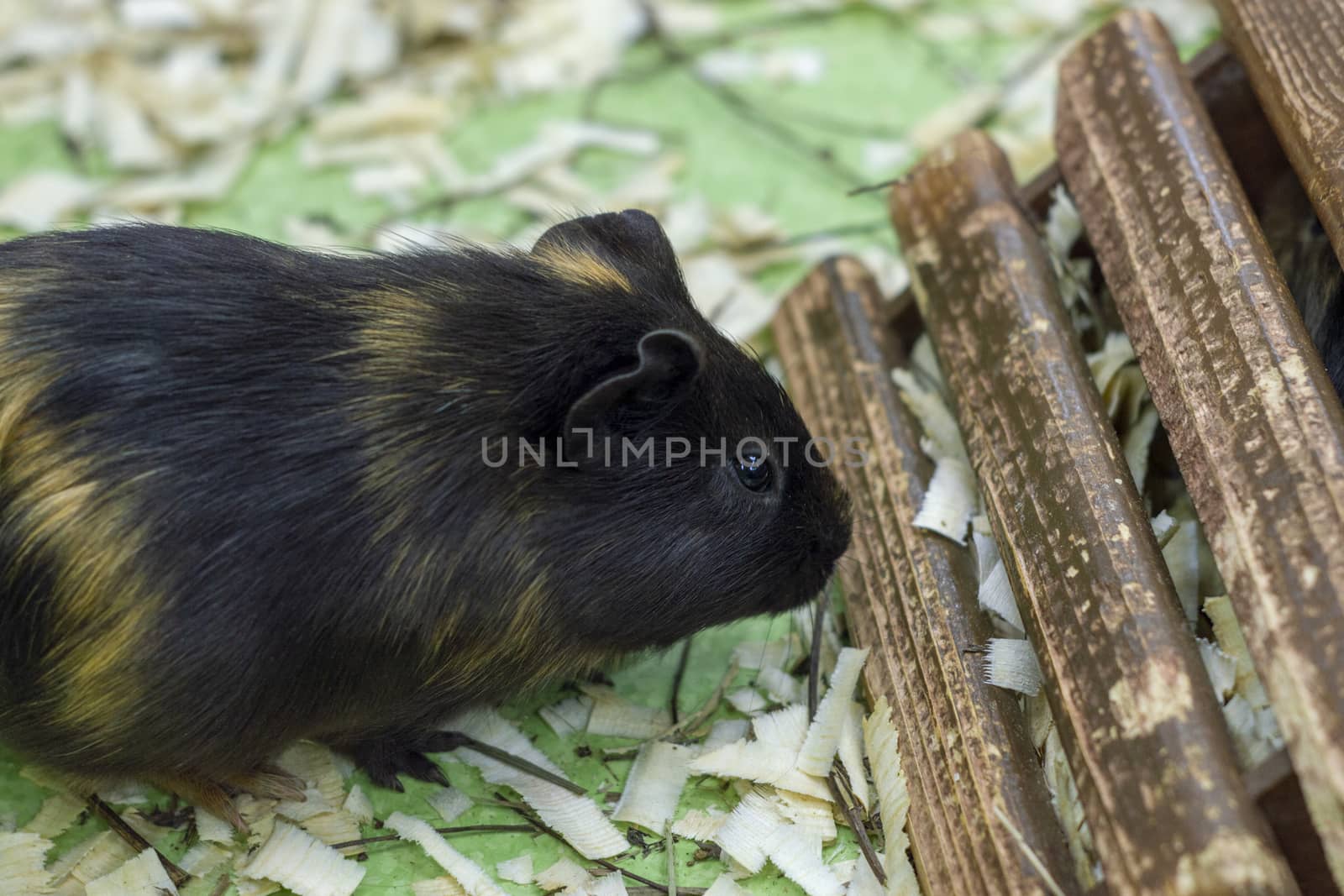 Cute Guinea pig, a popular household pet
