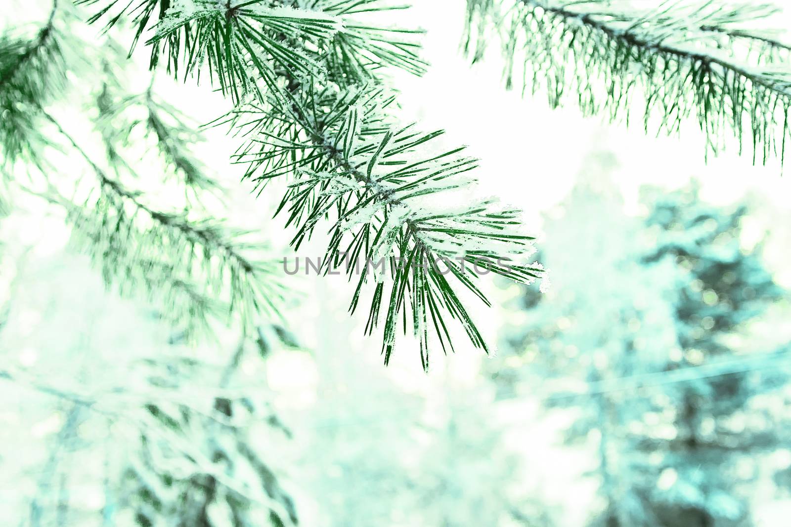 A branches of pine in the forest in winter.