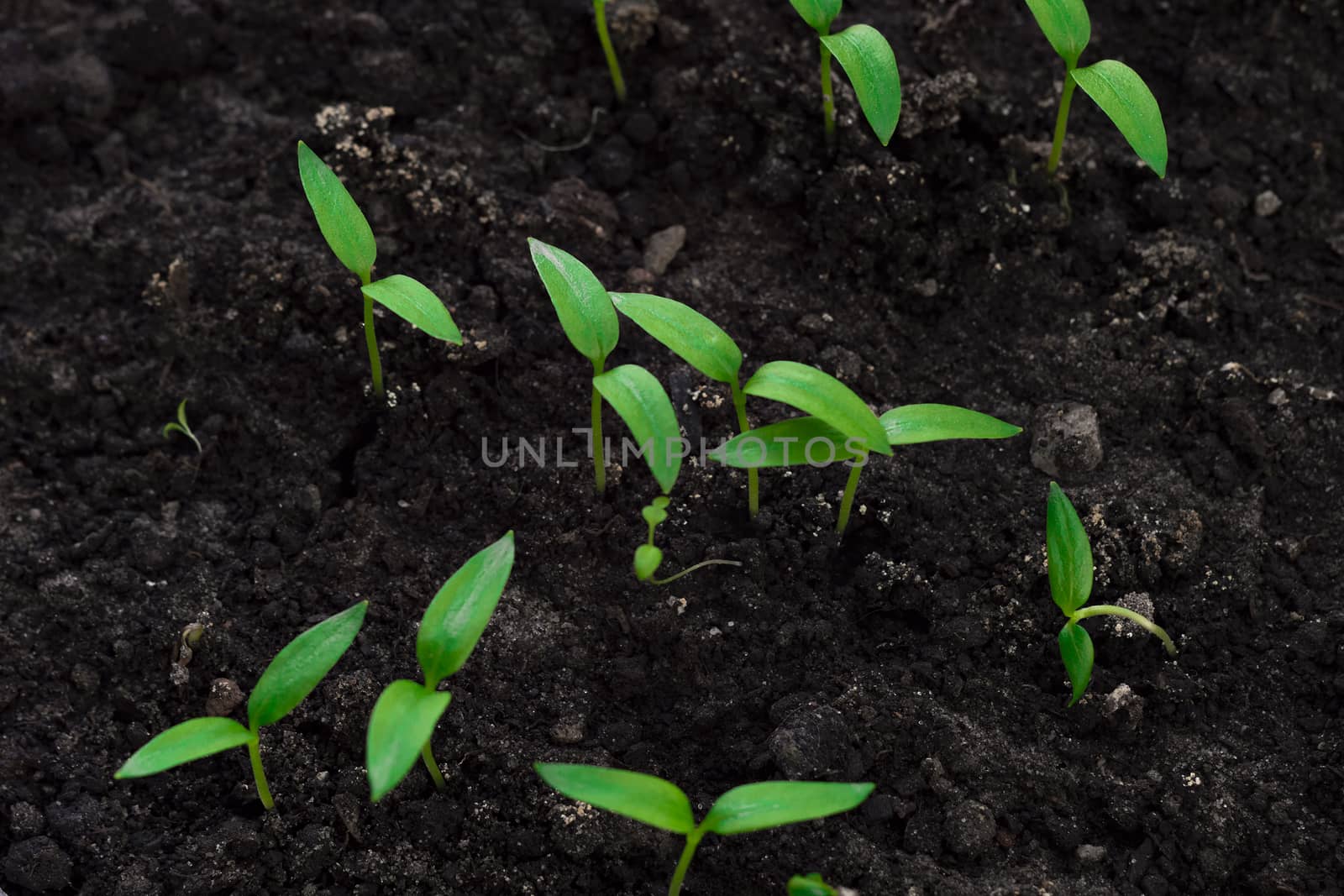 Close-up of green seedling. Top view