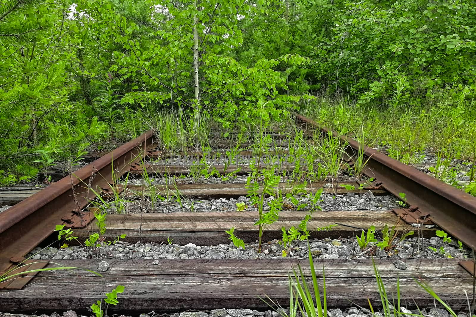 Railroad track winding through forest