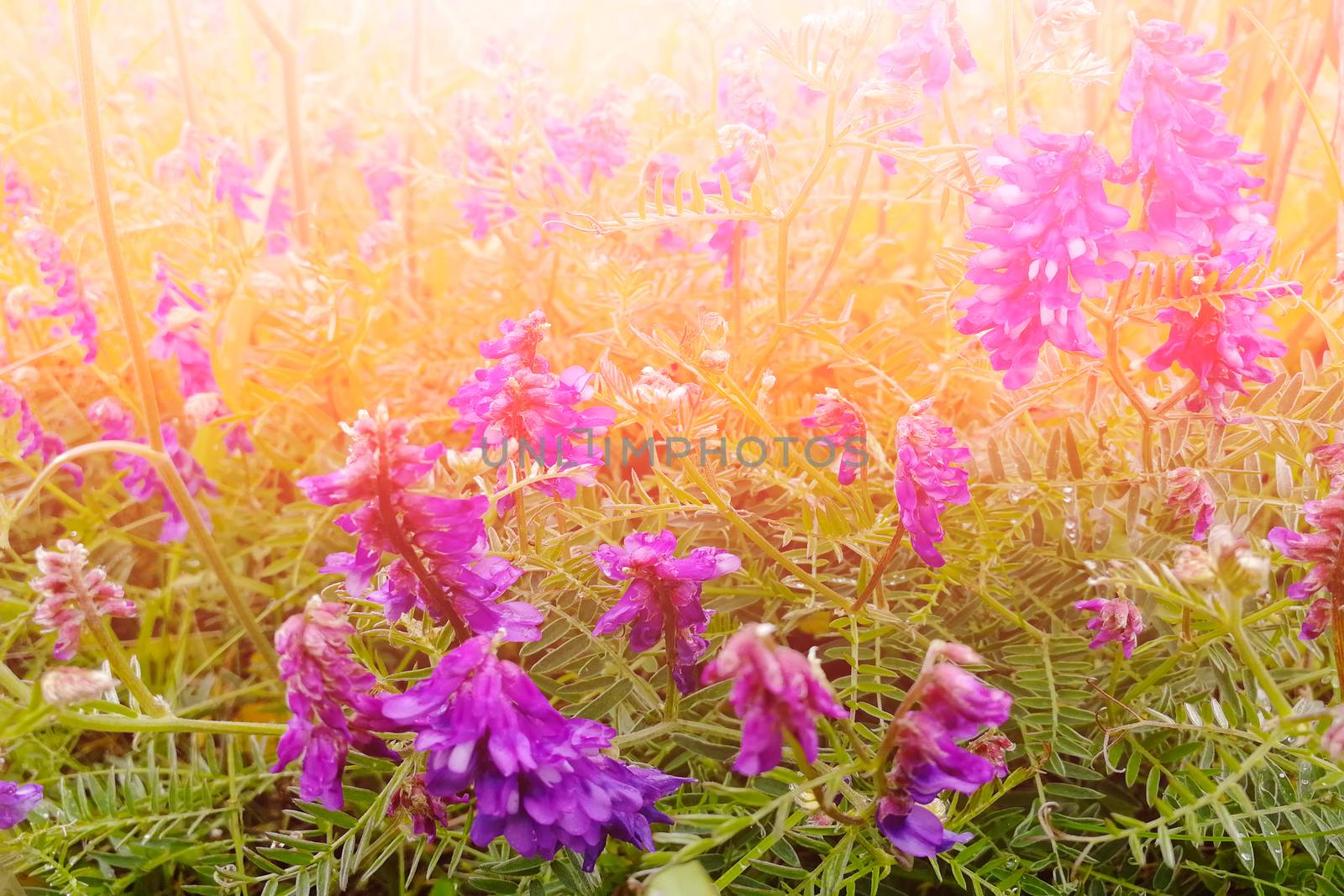 Beautiful pink flowers. Front view