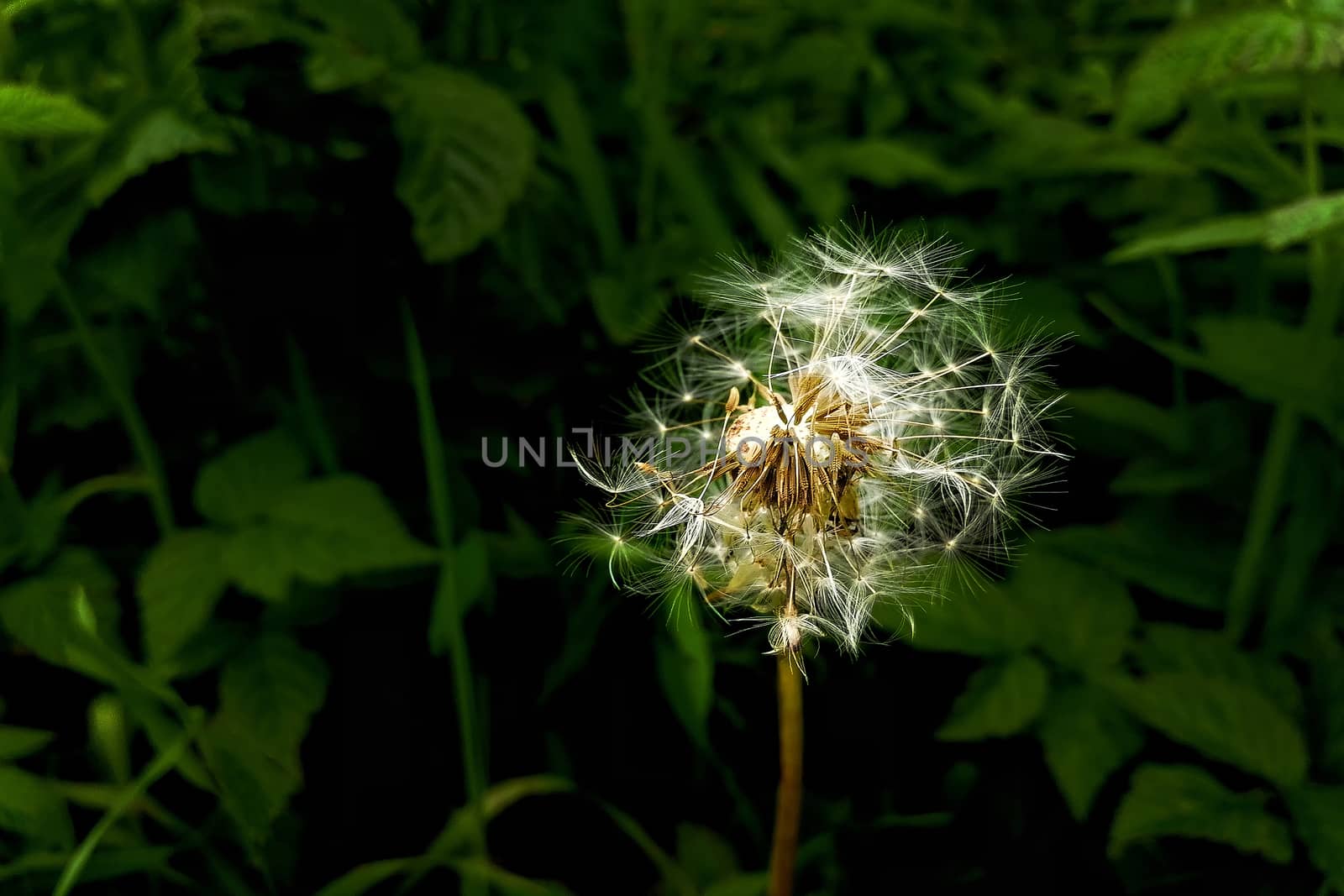 Front view of macro-photograph shot