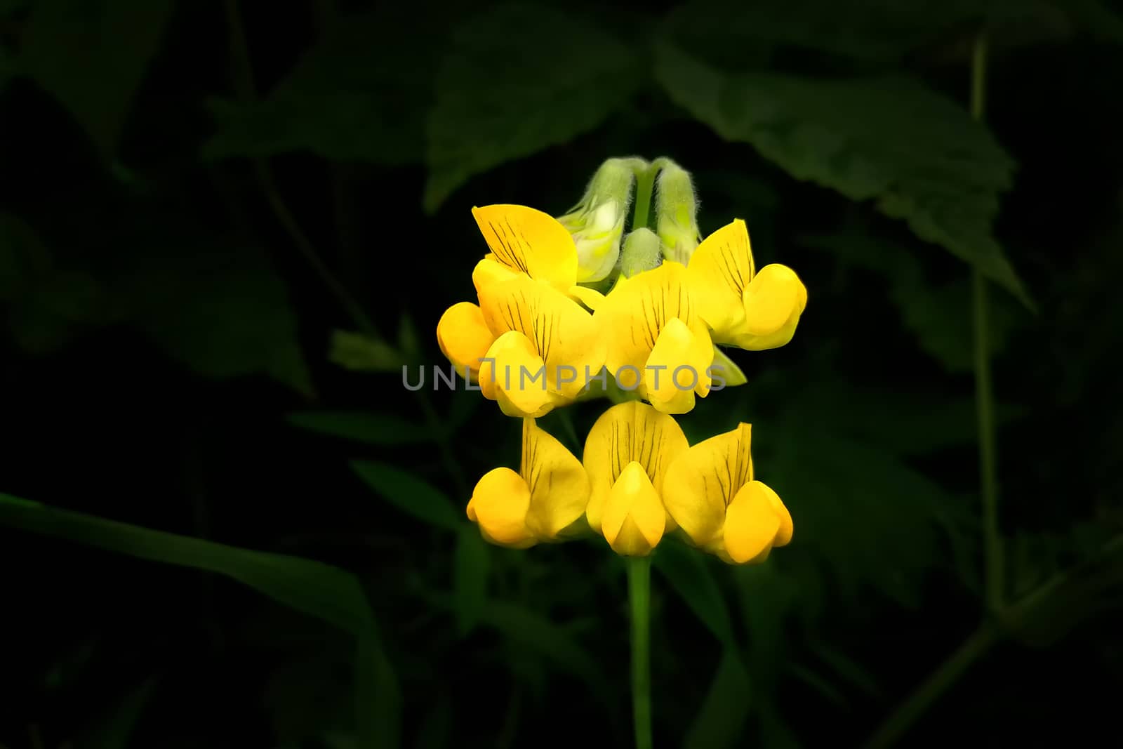 yellow unusual flower. Front view.