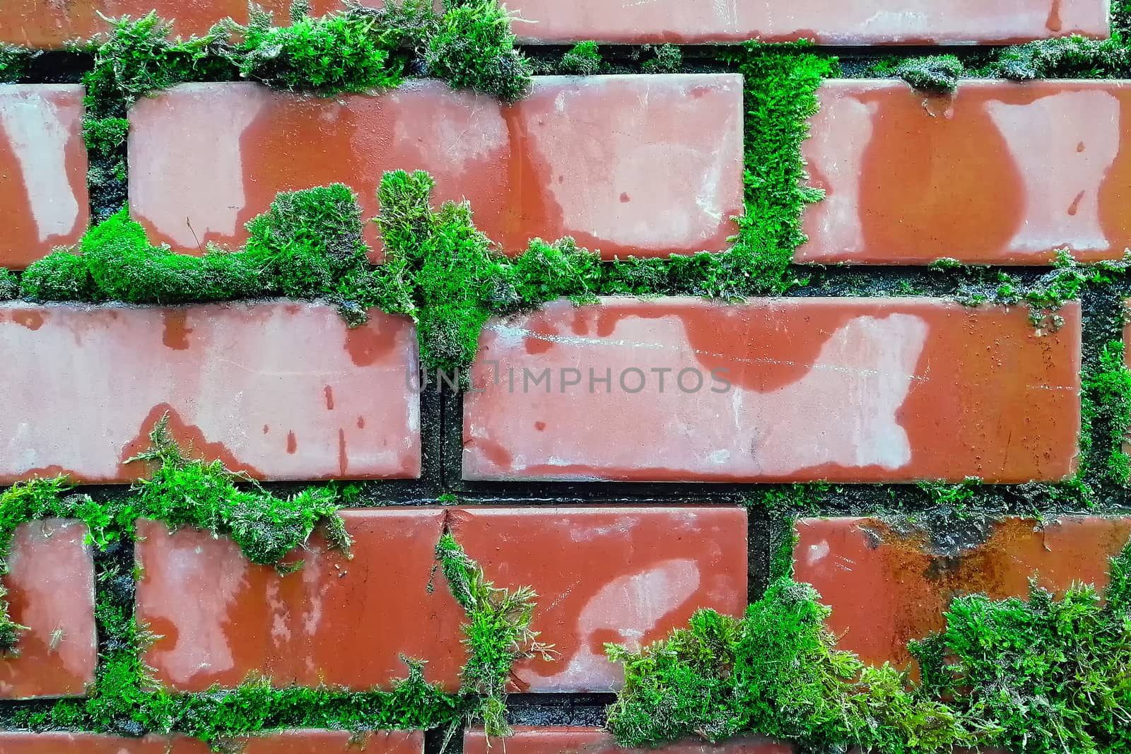Bricks and moss. Green and red. Front view. Nature.
