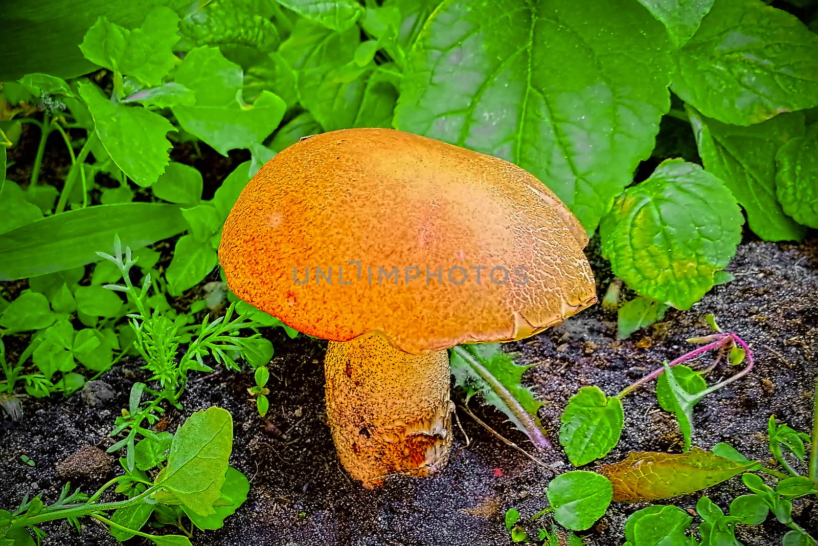 Front view. On green grass background