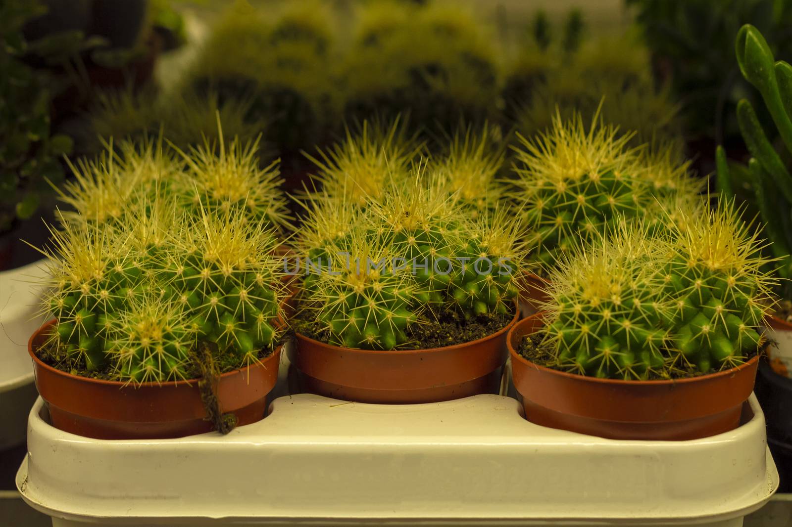 Green Cacti in the store