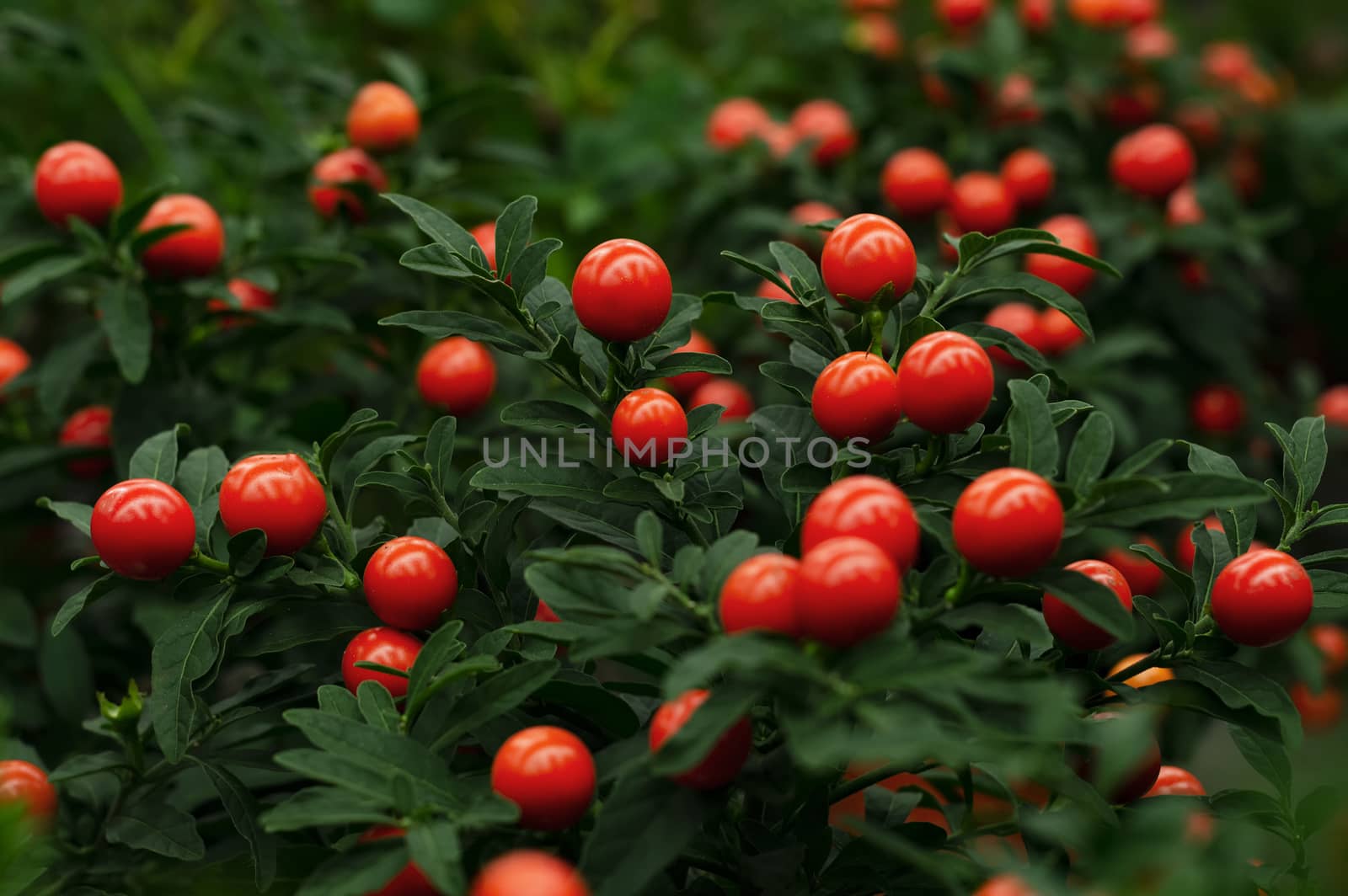 Red ornamental berries. Nature flowers.