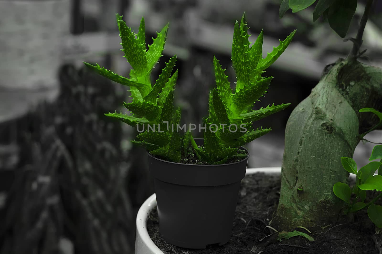 Flower is an scarlet faith in a pot.