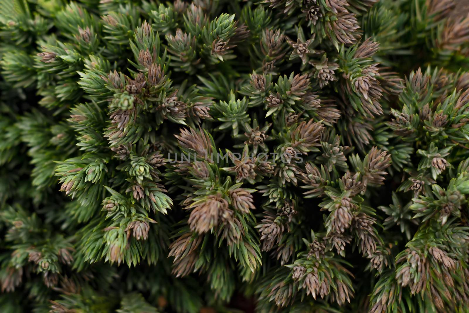 Branches of green pine. Abstract background.