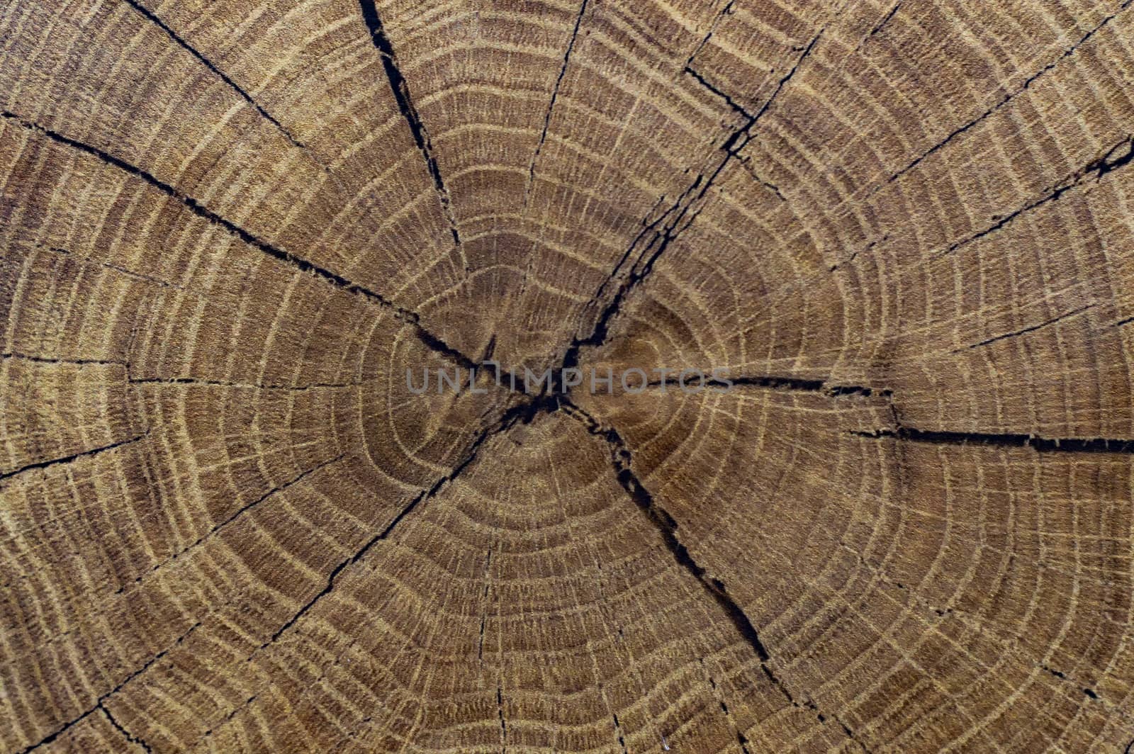 A slice of an old tree. View from the front.