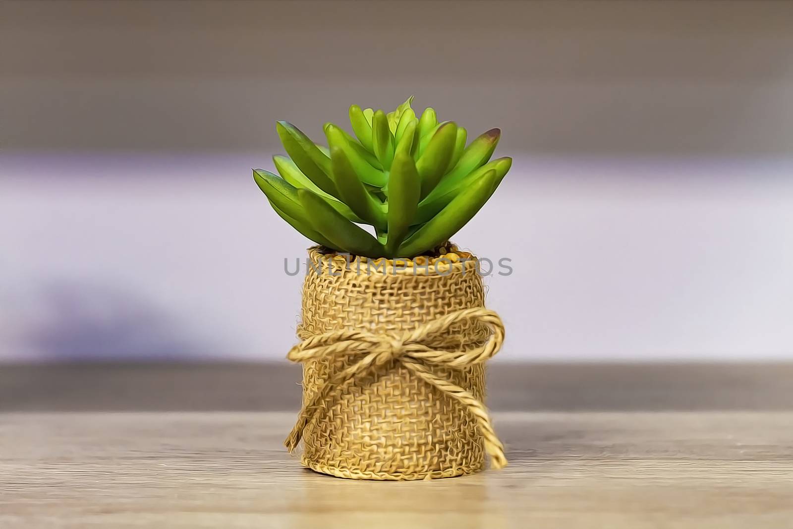 Flower green succulent in a flower pot