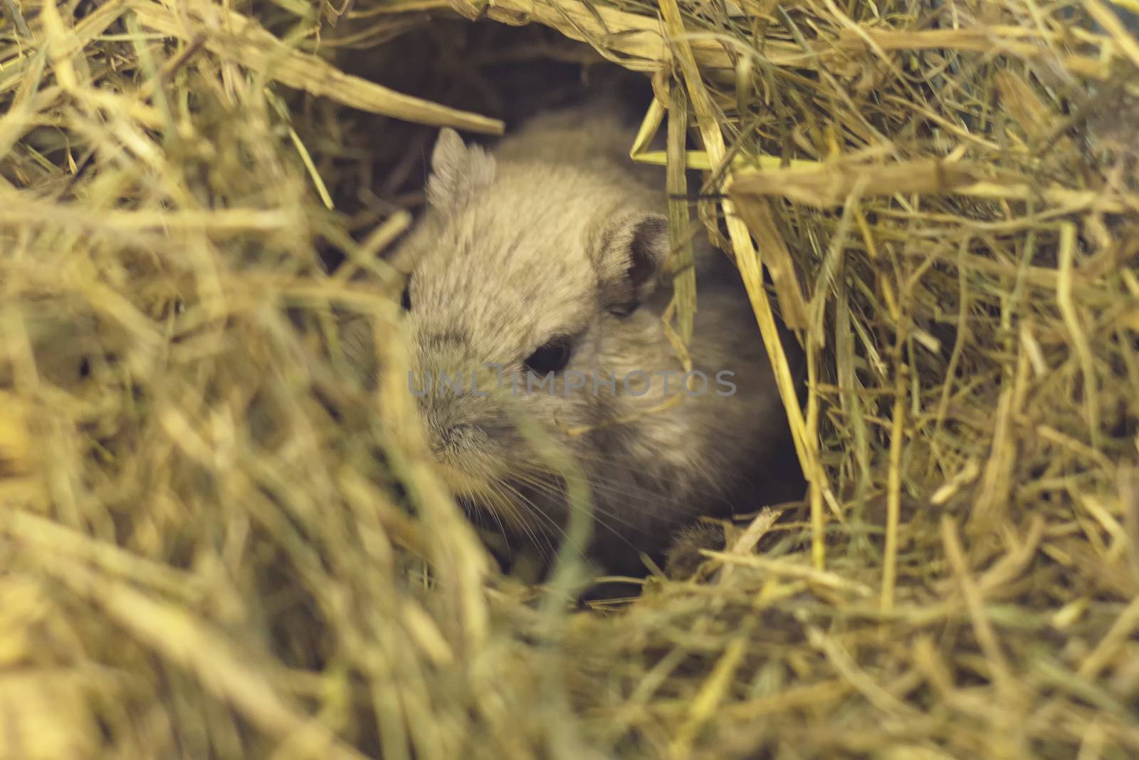 The hamster sits among the straw