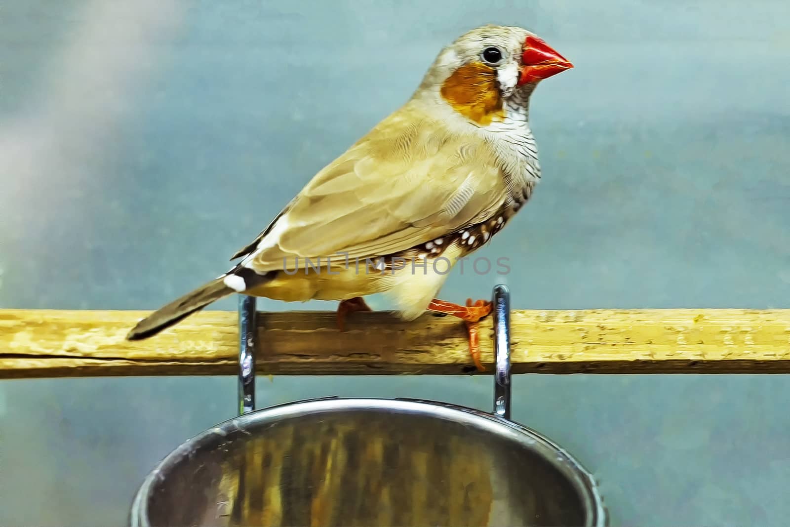 Light-colored canary. Front view and Nature.