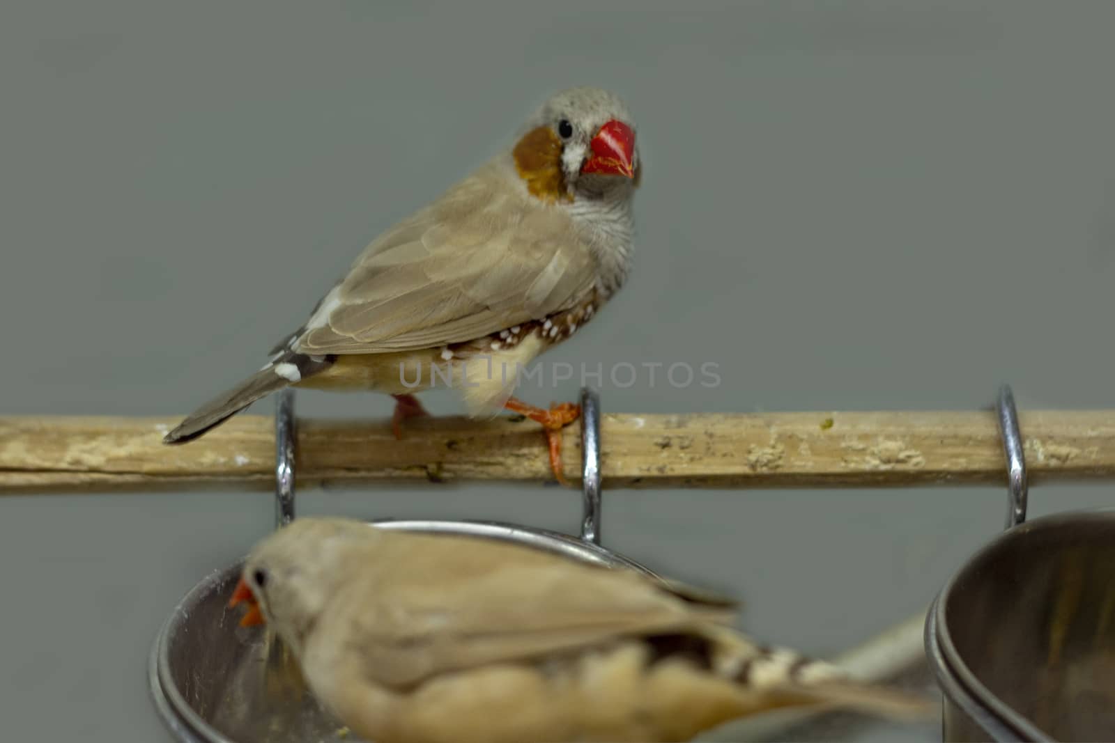 Canary with a red beak. Front view.