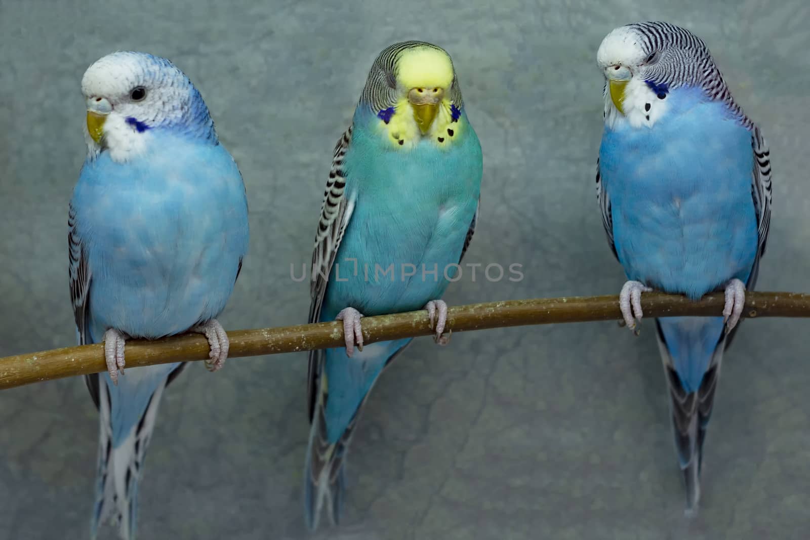 Three blue wavy parrots. Front view.