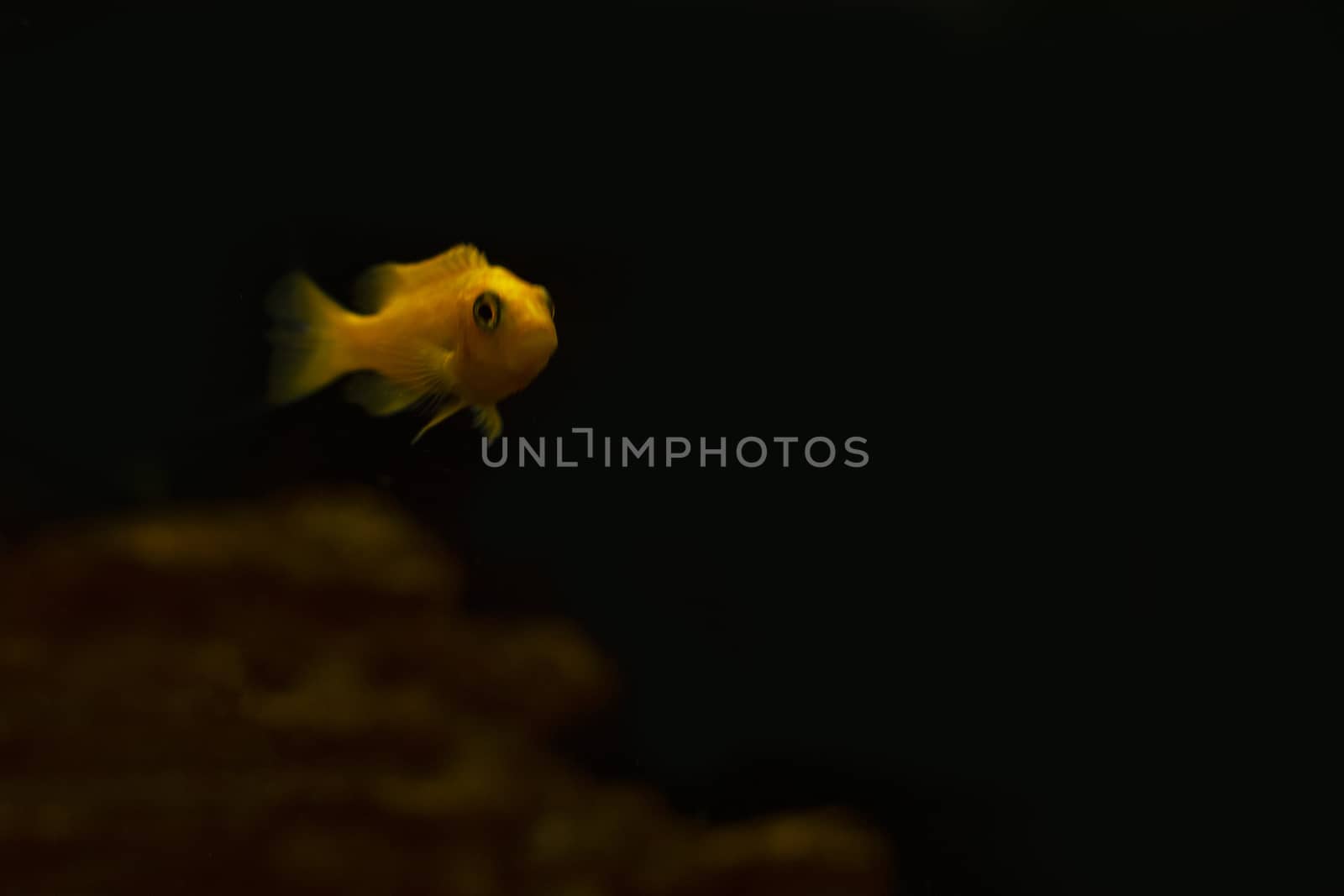 Orange fish in the aquarium.