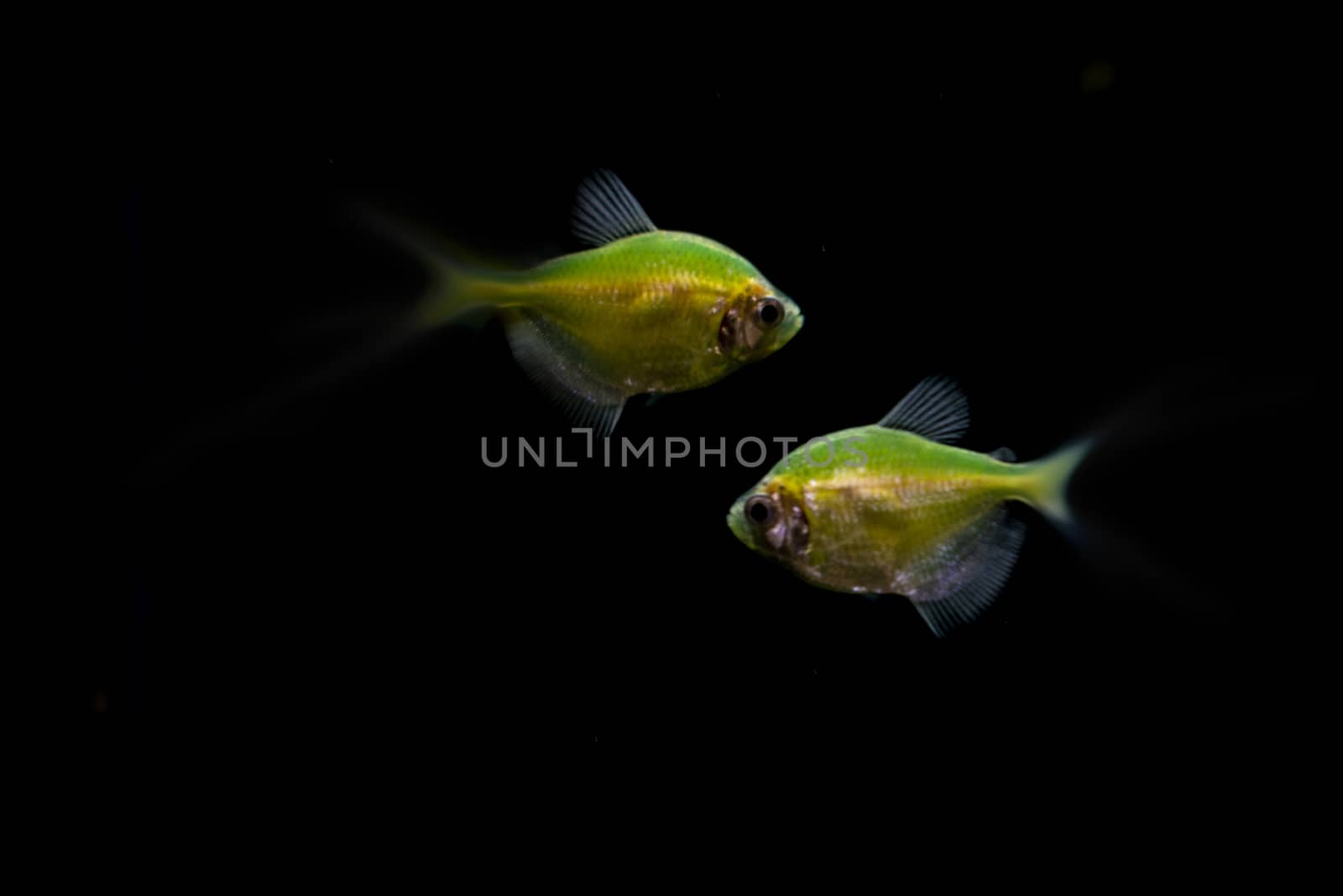 Green-yellow small fish in the aquarium.