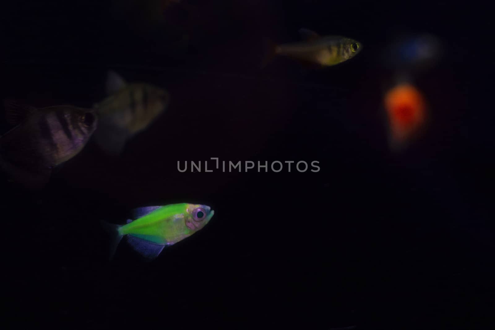 Greensmall fish in the aquarium.