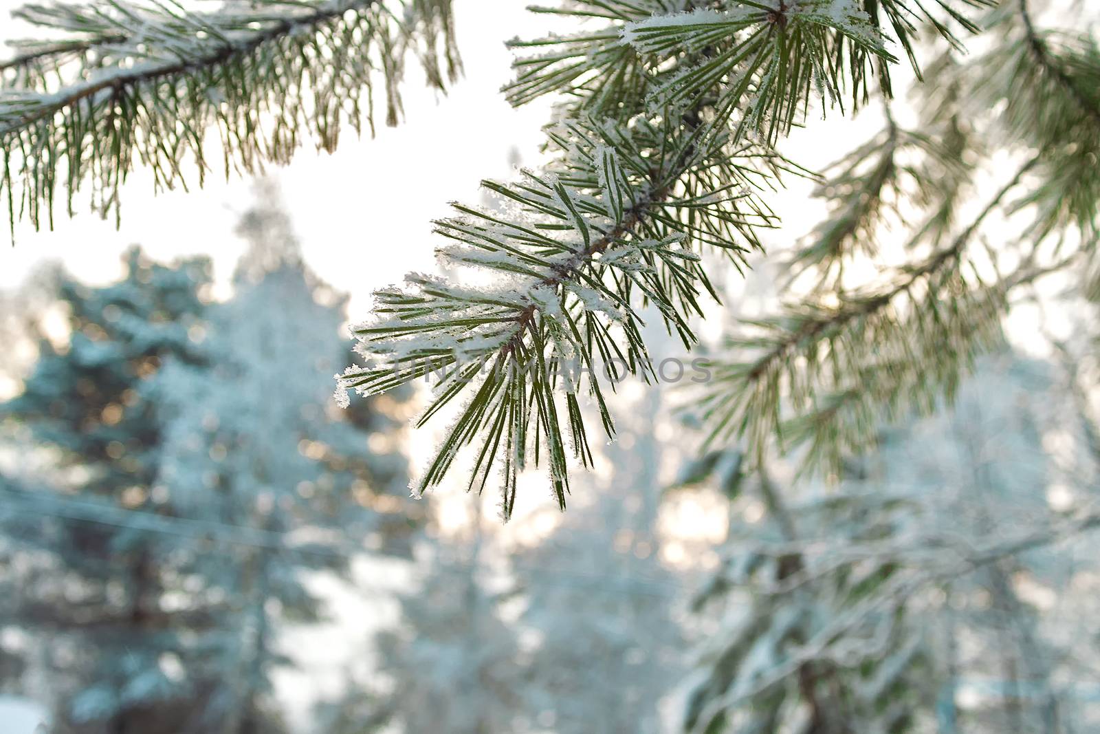 A branches of pine in the forest in winter.
