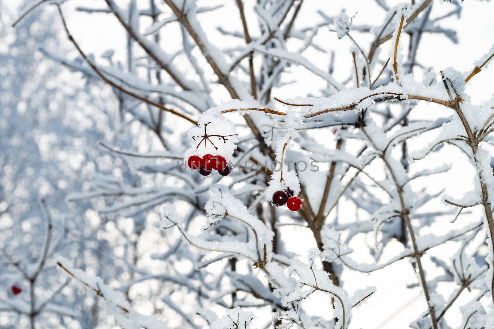 Wild ash berries in the winter forest.