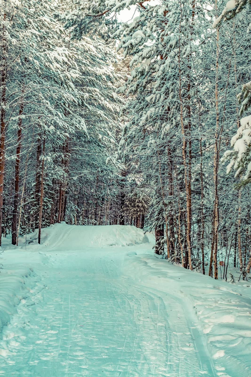 The road in the winter Siberian forest.