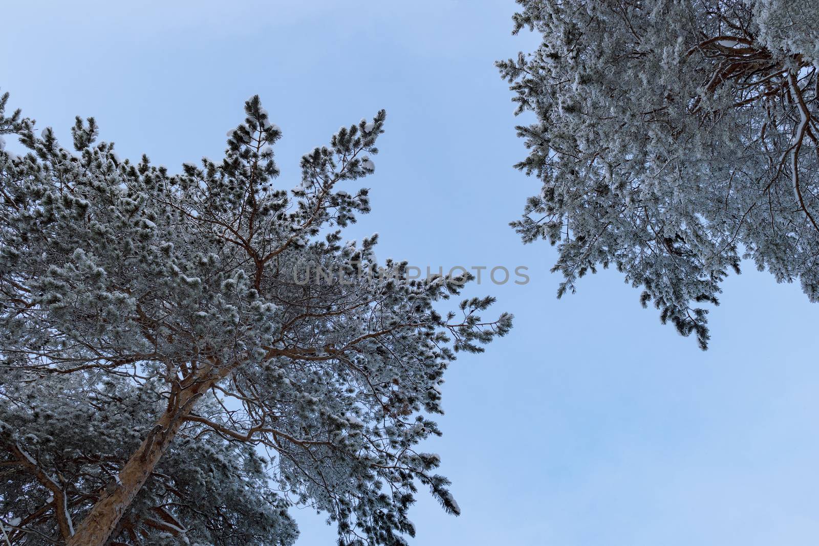 Crowns are high pines. Winter of Siberia